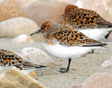 Sanderling