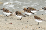 Sanderling