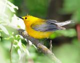 Warbler, Prothonotary