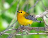 Warbler, Prothonotary