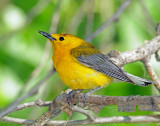 Warbler, Prothonotary