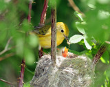 Warbler, Yellow