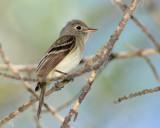 Flycatcher Least D-032.jpg