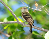 Flycatcher Least D-033.jpg