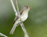 Flycatcher, Least