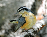 Nuthatch, Red-breasted