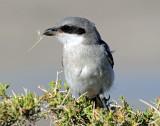 Shrike Loggerhead D-101.jpg