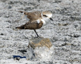 Plover, Snowy (Juvenile doing foot stands)