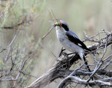 Shrike Loggerhead D-201 .jpg