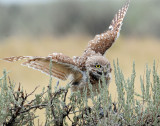 Owl, Burrowing (Male in the rain)