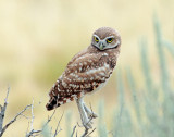 Owl, Burrowing (Fledgling)