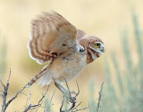 Owl, Burrowing (Fledgling)