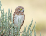 Owl, Burrowing (Fledgling)