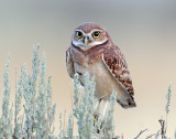 Owl, Burrowing