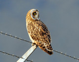 Owl, Short-eared