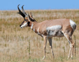 Pronghorn