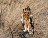 Owl, Short-eared