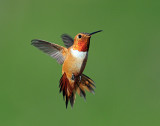 Hummingbird Rufous D-114 2.jpg