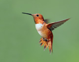 Hummingbirds, Rufous