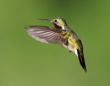 Hummingbirds, Broad-tailed