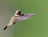 Hummingbirds, Broad-tailed