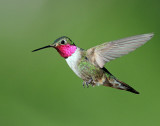 Hummingbirds, Broad-tailed