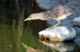 Night Heron, Black-crowned (Juvenile)