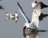 Tern,  Caspian