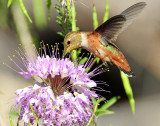 Hummingbird, Rufous
