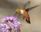 Hummingbird, Rufous