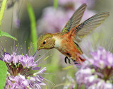 Hummingbird, Rufous