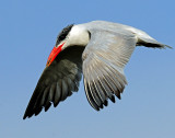 Tern, Caspian