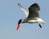 Tern, Caspian