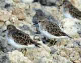 Sandpiper, Least