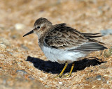 Sandpipers, Least