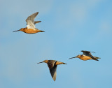 Dowitcher Long-billed D-001.jpg