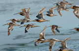 Dowitcher Long-billed D-022.jpg