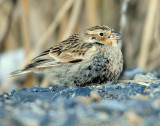 Longspur Chestnut collaredD-041.jpg