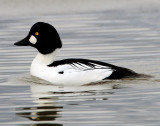 Goldeneye CommonD-019.jpg