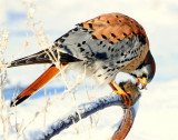 Kestrel American D-035.jpg