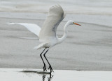 Egret Great D-038.jpg