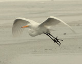 Egret Great D-006.jpg