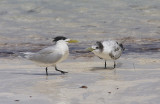 Greater crested tern adult with fledgling