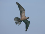 Brown noddy in flight