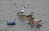 Masked booby adult with Red-footed boobies on tuna trap