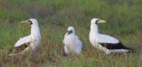 Masked booby family