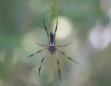 Orb spider, La Dique, Seychelles