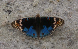Butterfly sp., Pemba, Mozambique, OZ9W0221.jpg