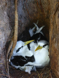 White-tailed Tropicbird adults OZ9W8711