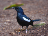 Seychelles Magpie-Robin, Aride OZ9W8457